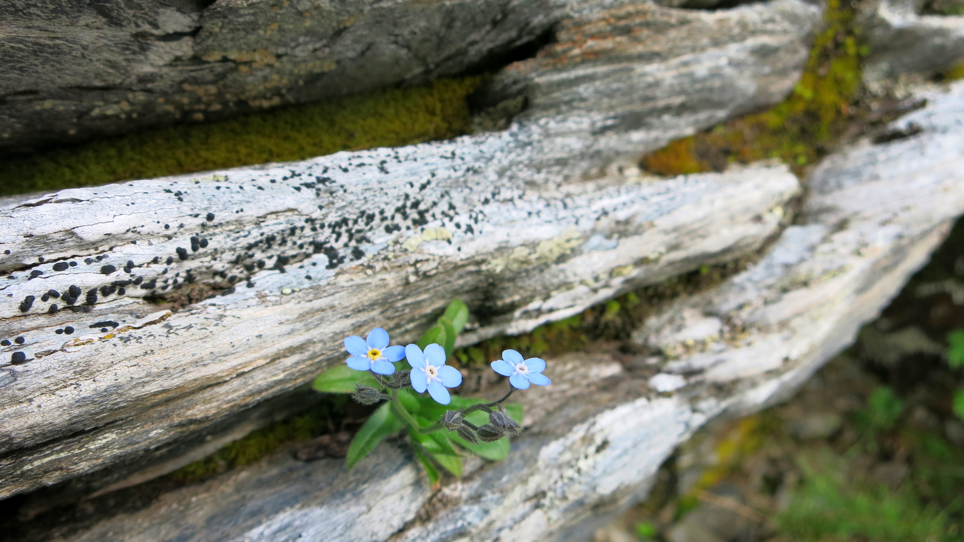 Flowers on the Rocks