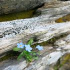 Flowers on the Rocks