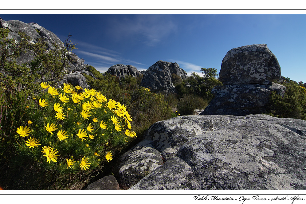 Flowers On The Top