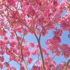 Flowers on the tree