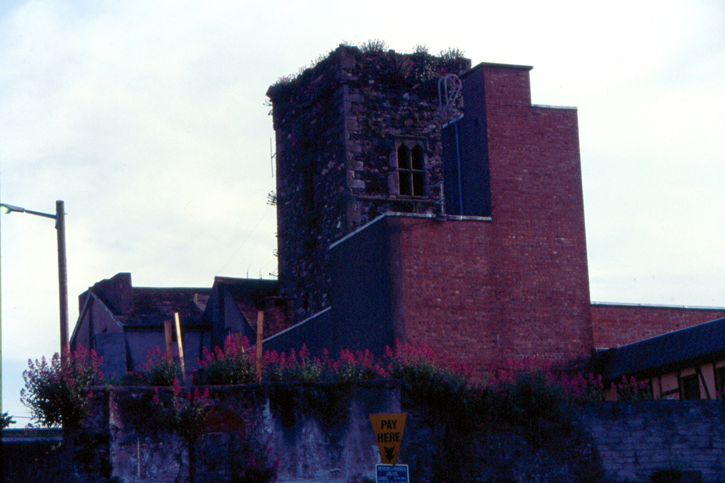 Flowers on the wall 