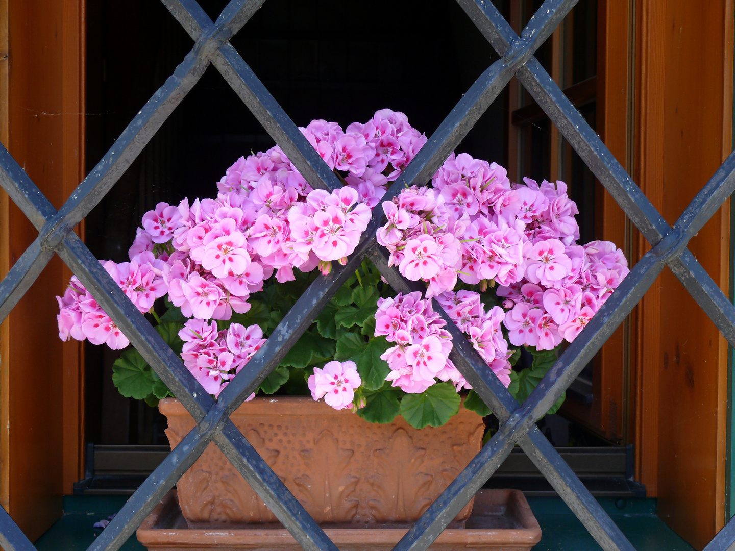 Flowers on window