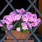 Flowers on window