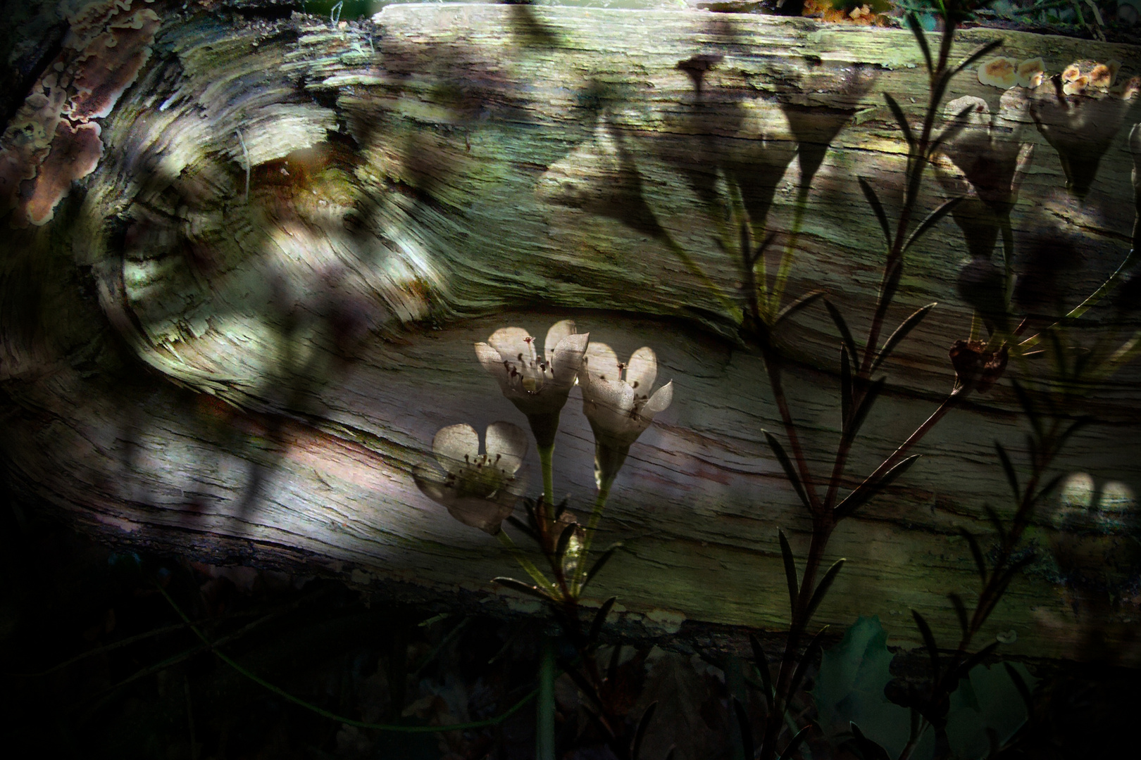 Flowers on wood