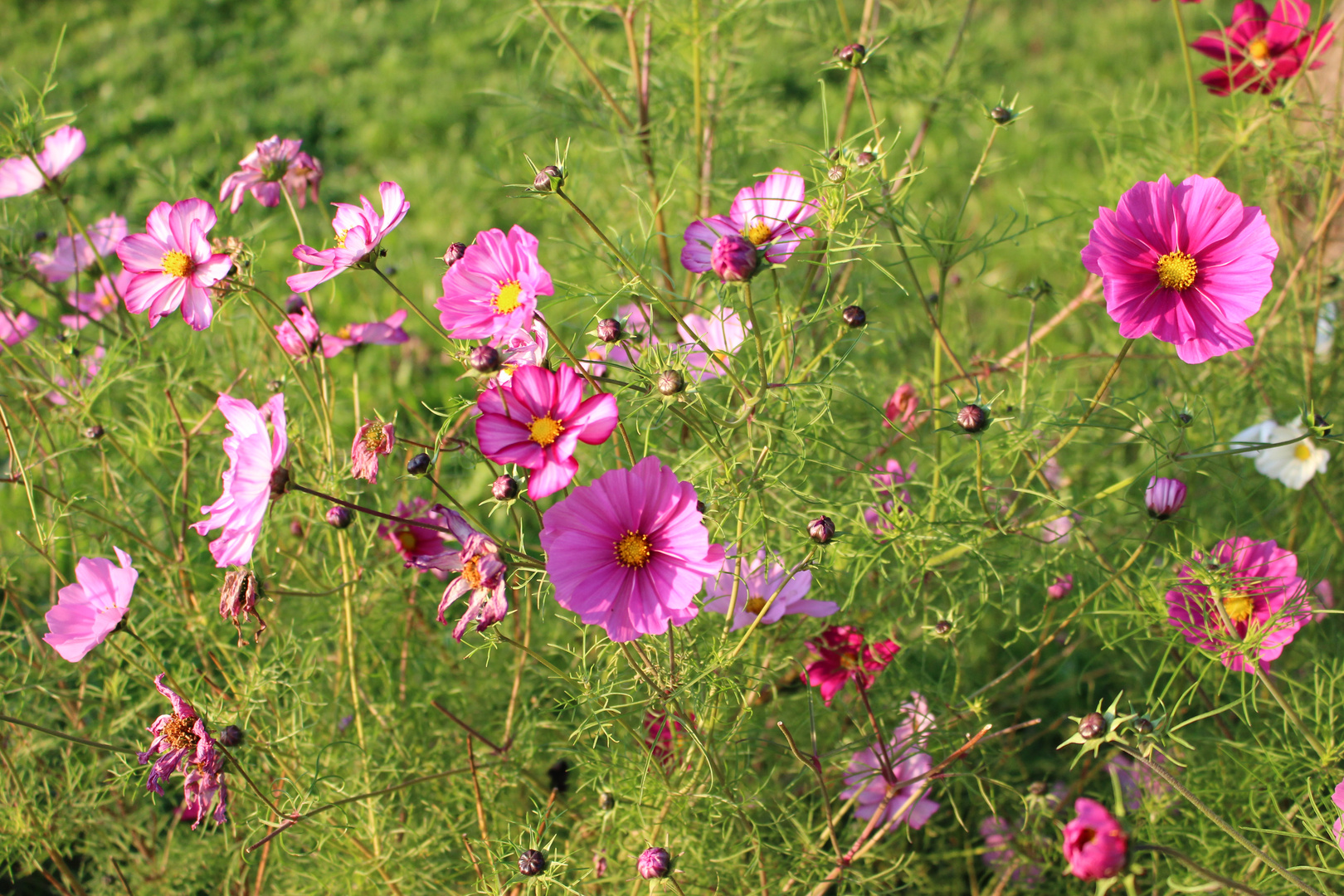 flowers pink