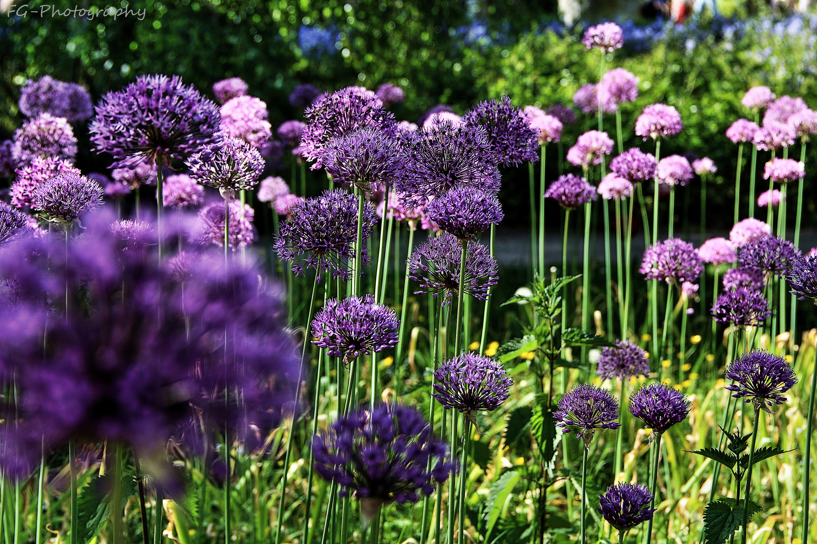 Flowers purple 3