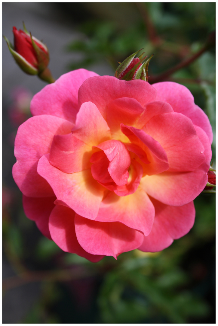 Flowers: Rose 1