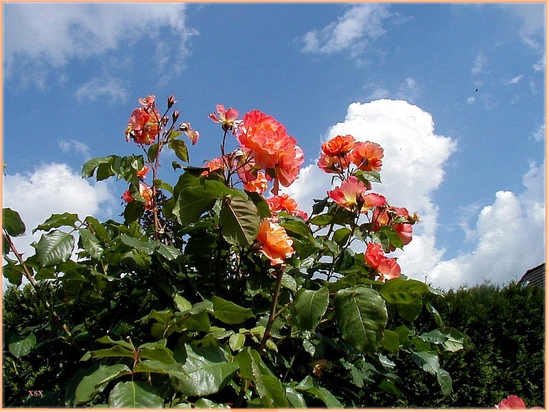 Flowers & Sky