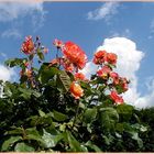 Flowers & Sky