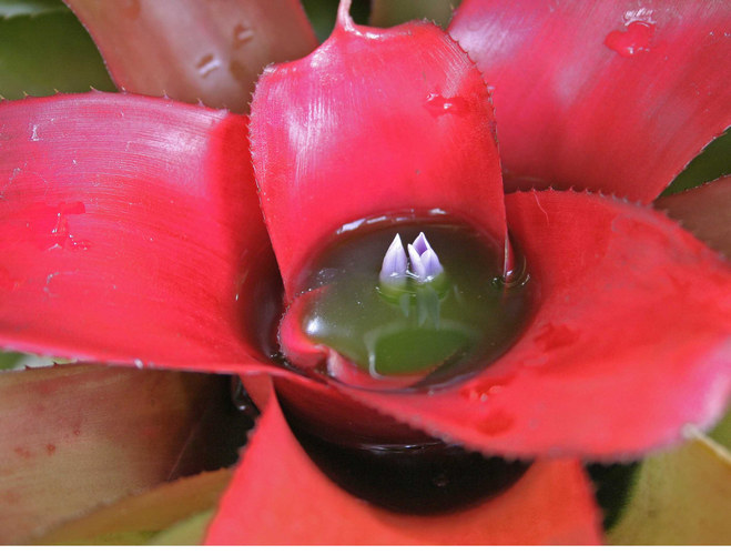 Flowers swimming in a cactus pool