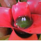 Flowers swimming in a cactus pool