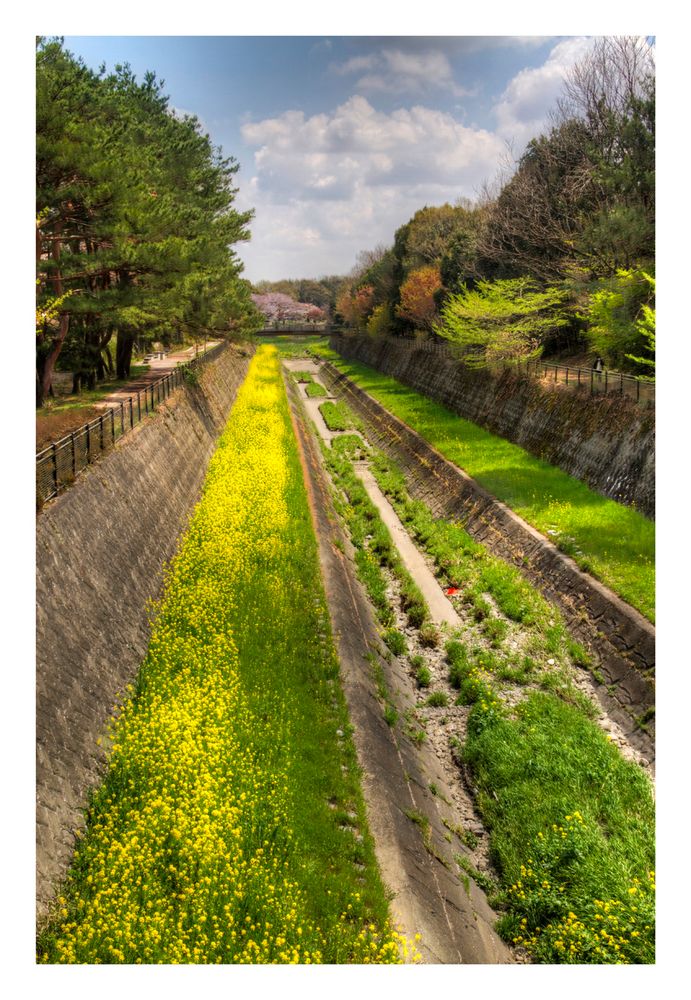 Flowers that bloom in the Trench