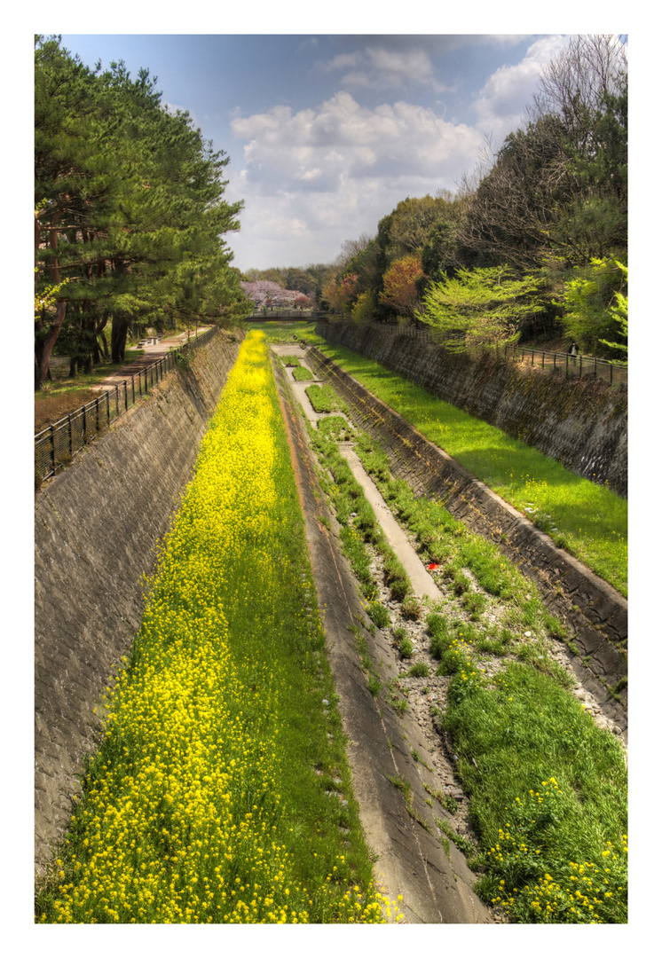 Flowers that bloom in the Trench