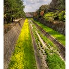 Flowers that bloom in the Trench