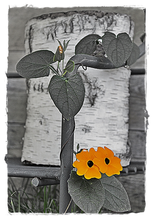 Flowers /Thunbergia