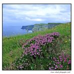 Flowers to Cliffs of Moher 2