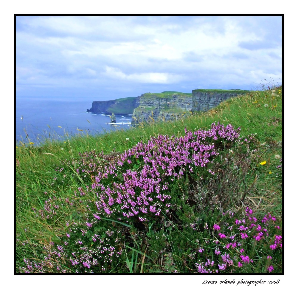 Flowers to Cliffs of Moher 2