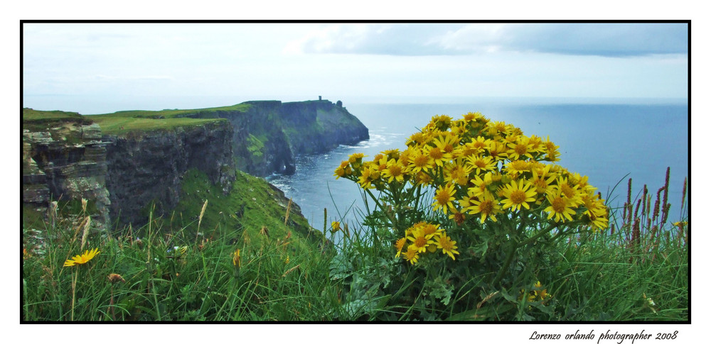 Flowers to Cliffs of Moher