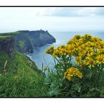 Flowers to Cliffs of Moher