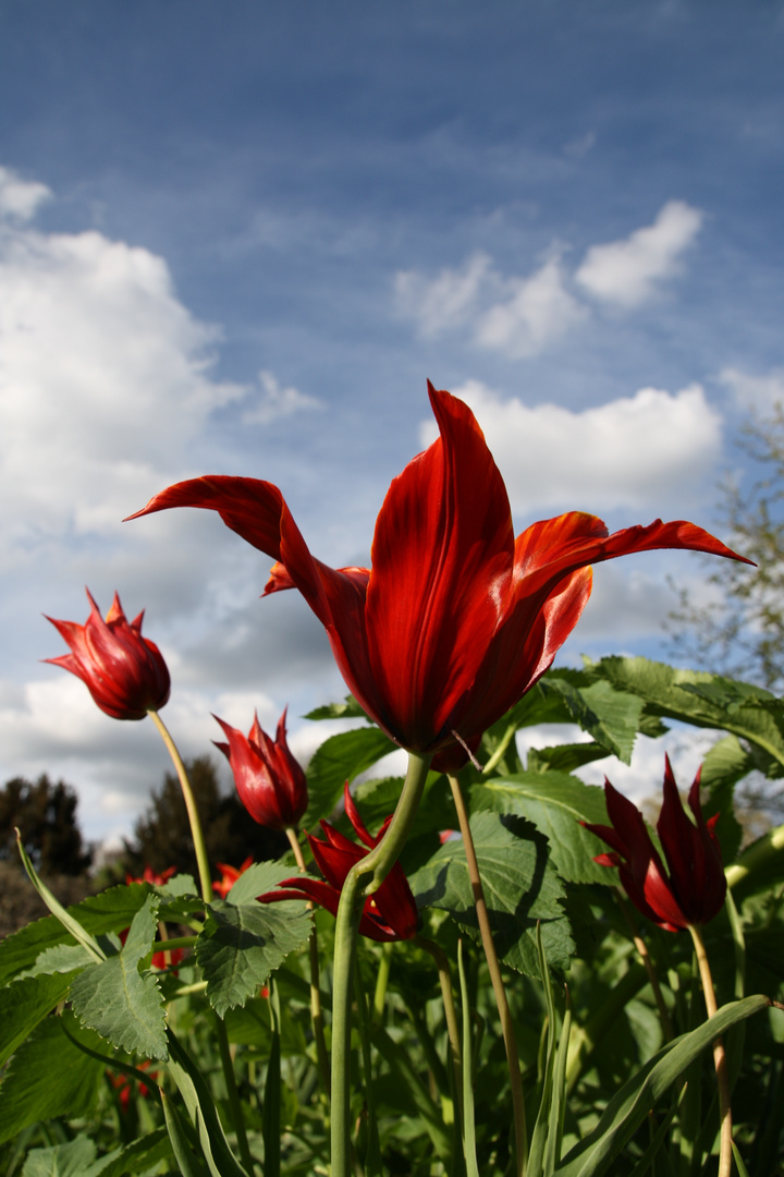 Flowers under the sky