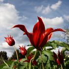 Flowers under the sky