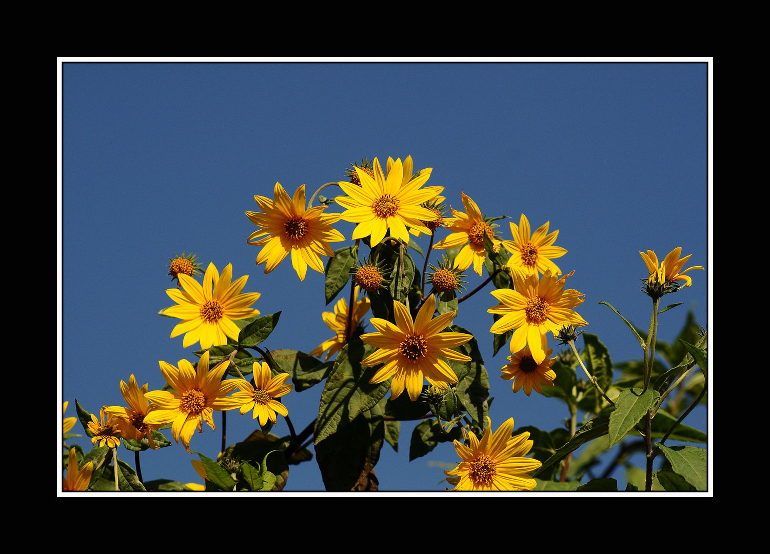 Flowers up to sky