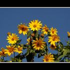 Flowers up to sky