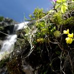 Flower´s Waterfall