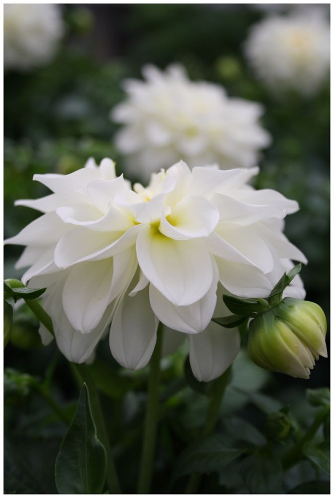 Flowers: White Dahlia