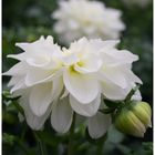 Flowers: White Dahlia