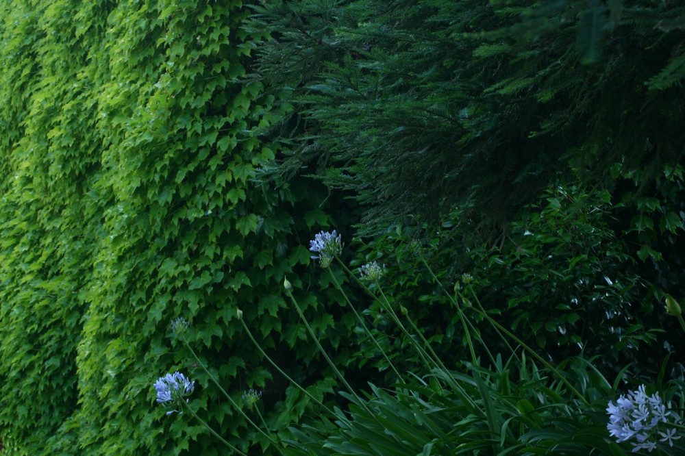 Flowers with Ivy and Pine Background