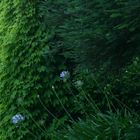 Flowers with Ivy and Pine Background