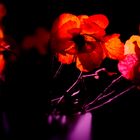 Flowers_01