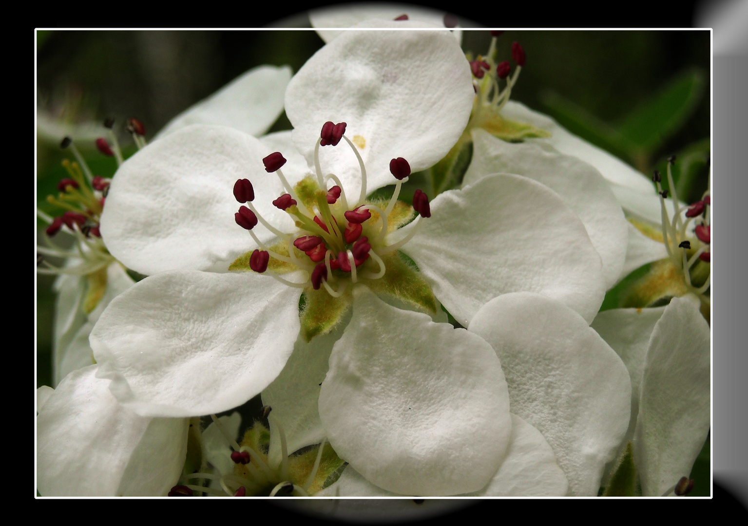 flowers1