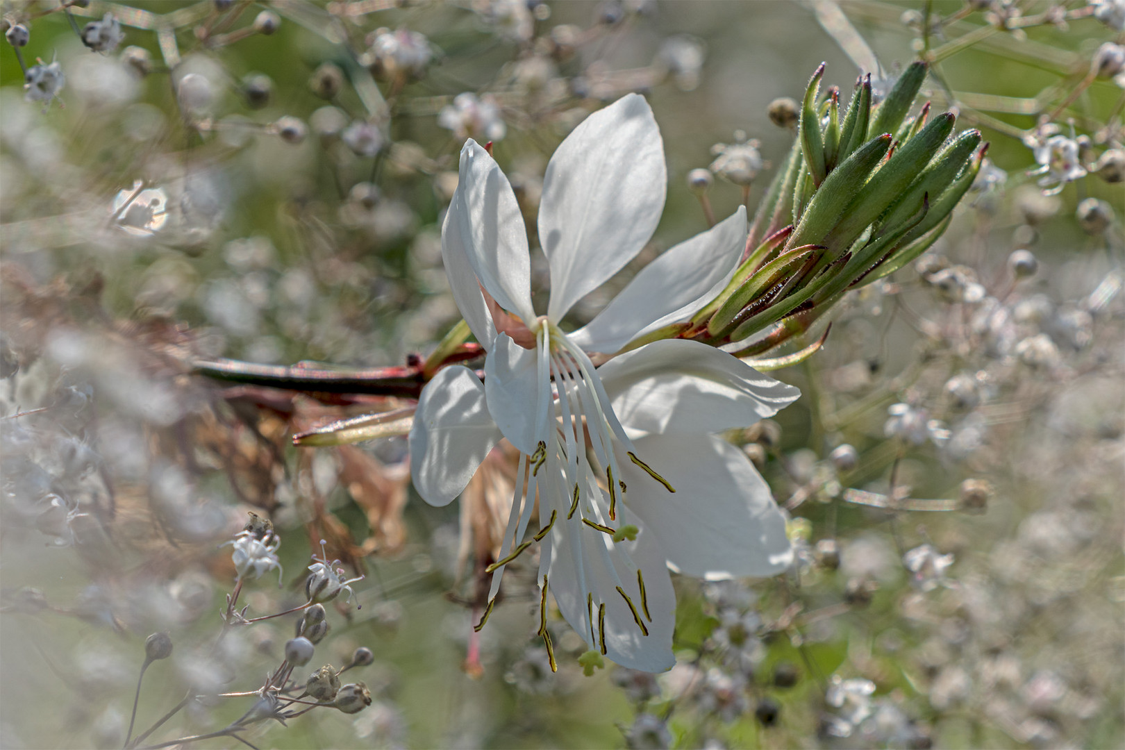 Flowers_62 Foto & Bild macro, blumen, pflanzen Bilder