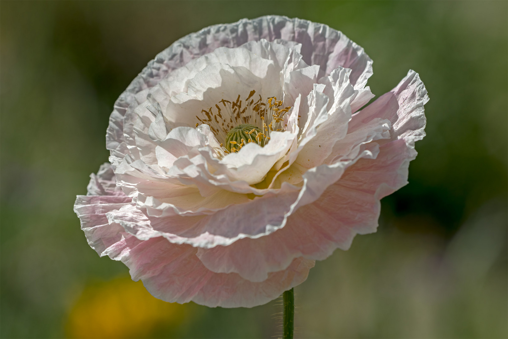 Flowers_83