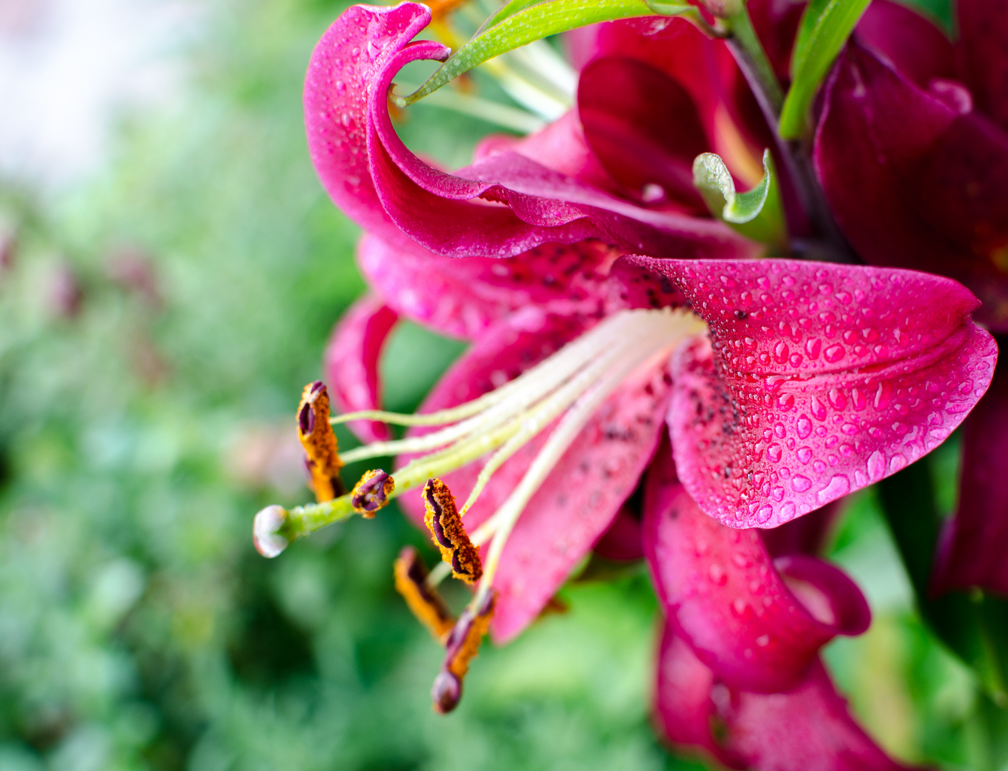 flowershower