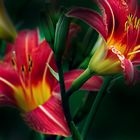 flowers.lily.red-yellow