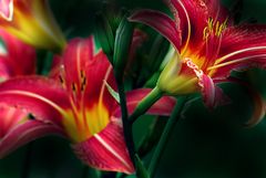 flowers.lily.red-yellow
