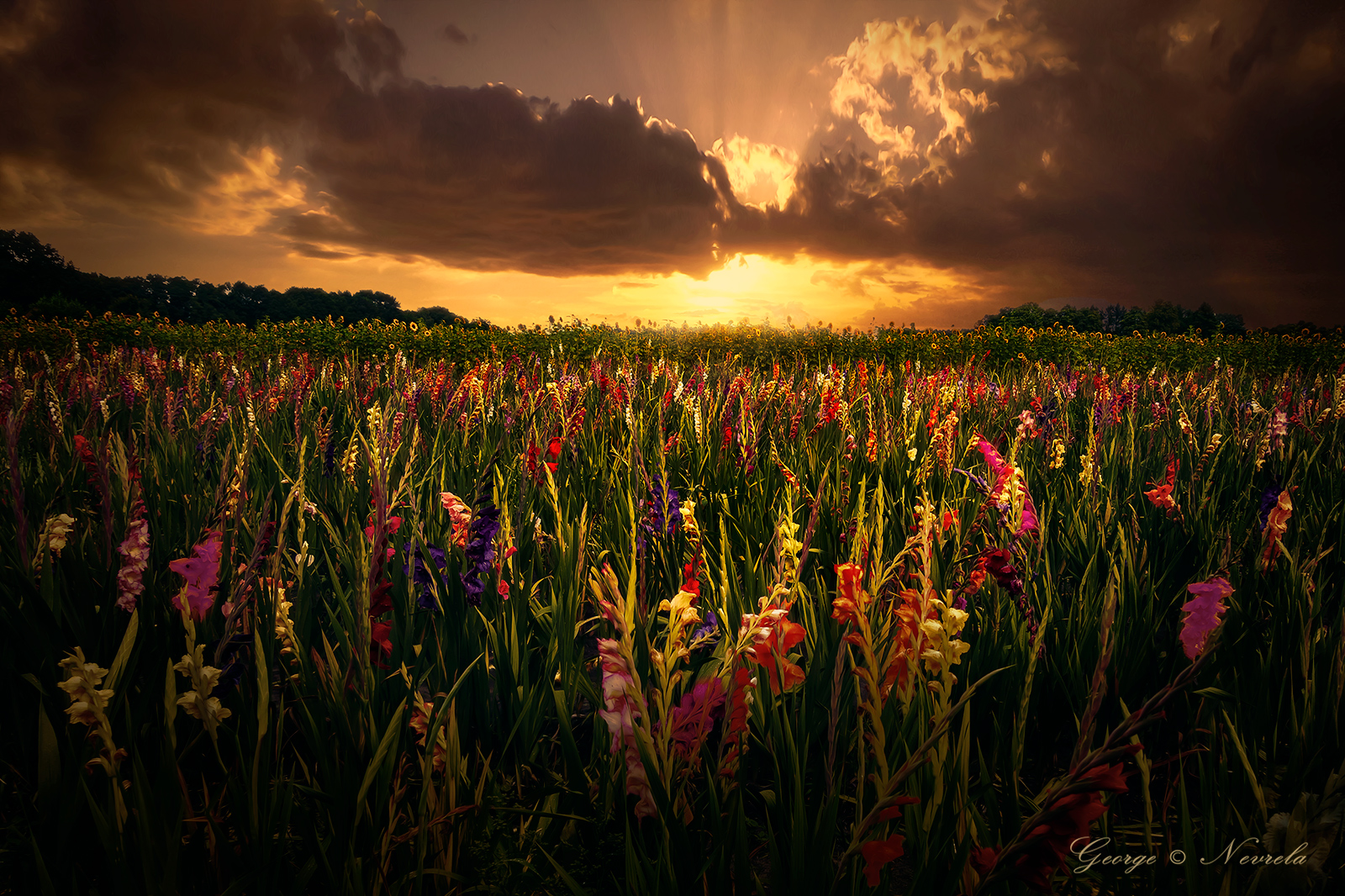 Flowers_Meadow_Sunset_1600