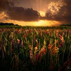 Flowers_Meadow_Sunset_1600