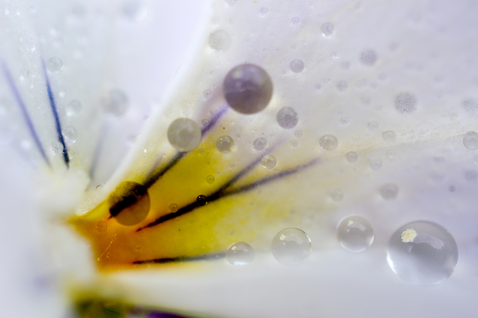 flowers+pearls II