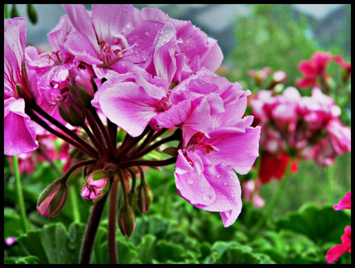 Flowers&RainDrops