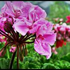 Flowers&RainDrops