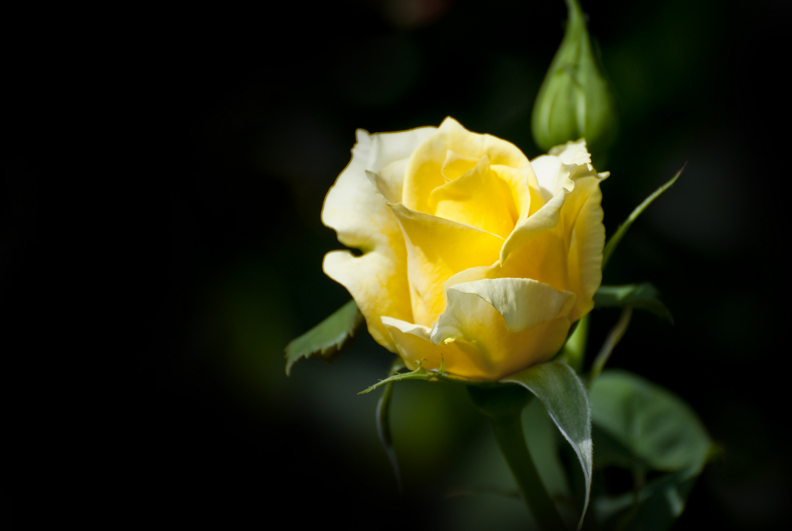 flowers.roses.yellow