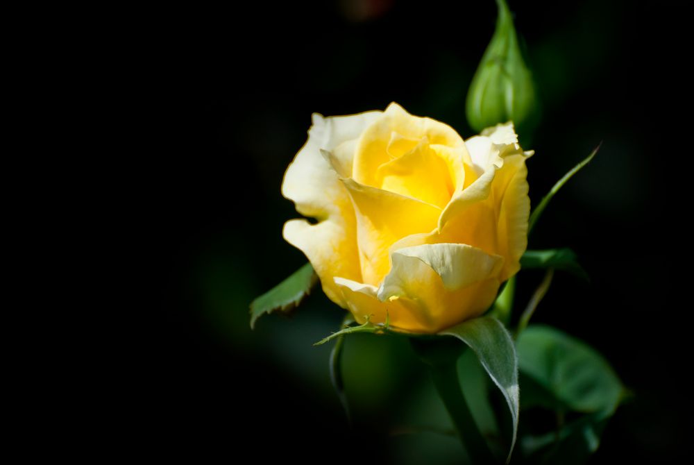 flowers.roses.yellow