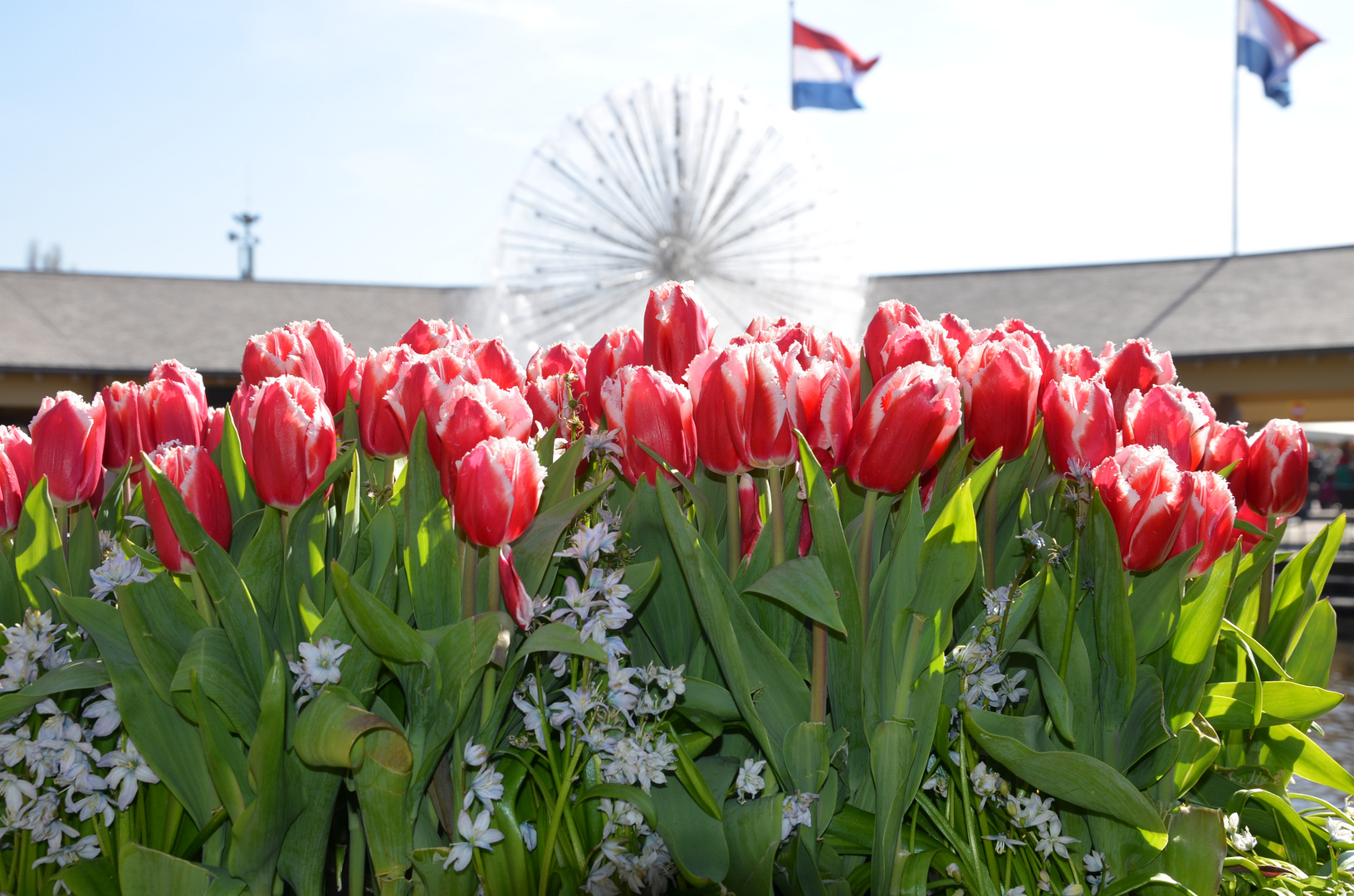 Flowers/Tulips