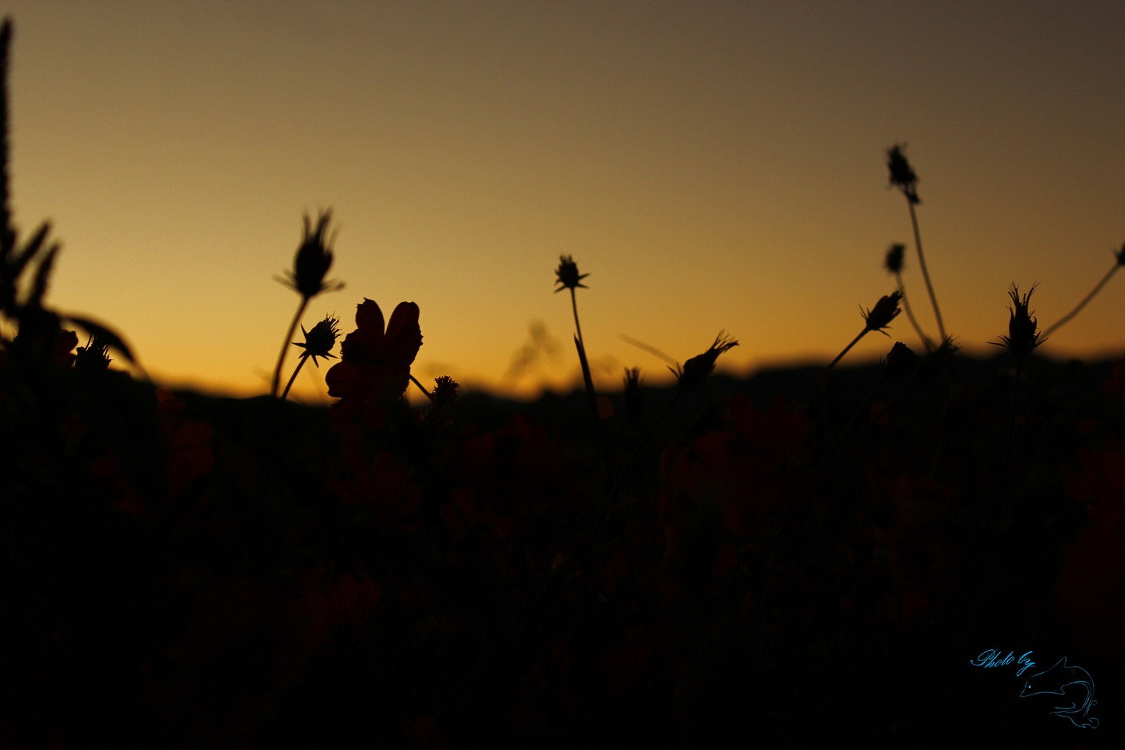 flowers(TW)