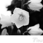 Flower...(S/W)