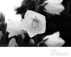 Flower...(S/W)